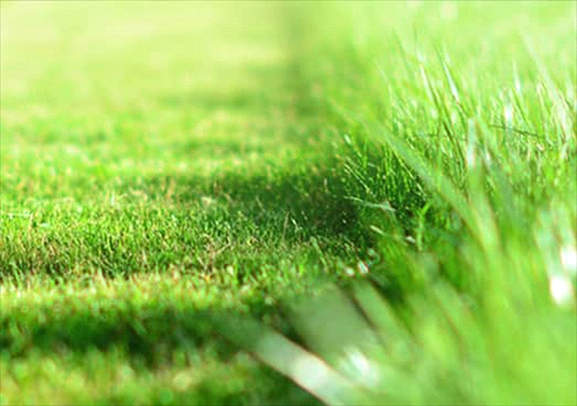 Why Your Lawn Is More Important Than Ever | Weed Man